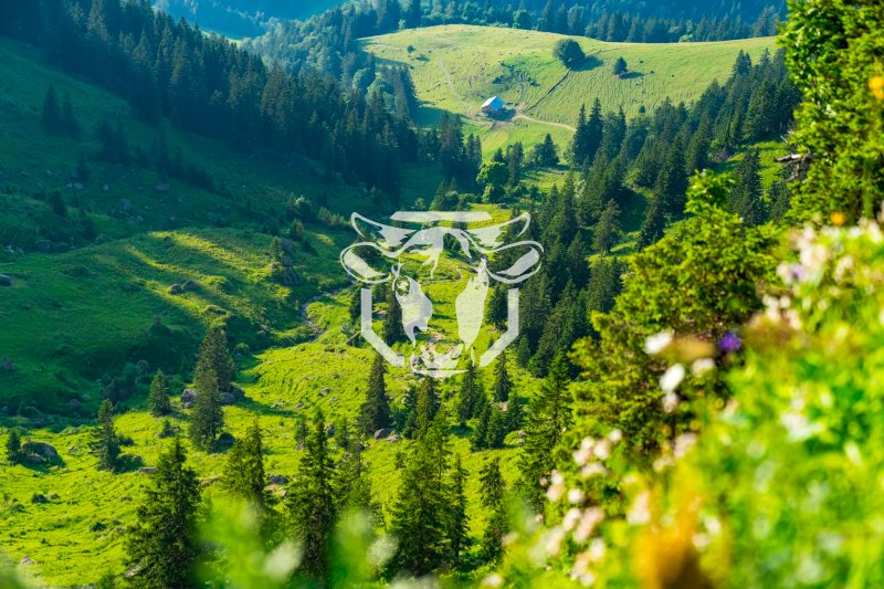 Kühbergalp