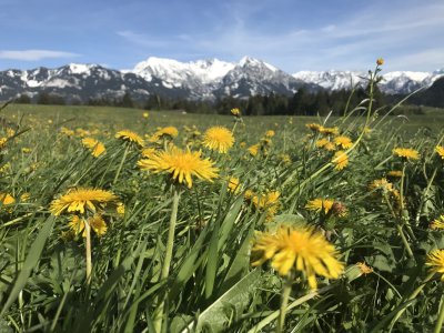 Frühling in Bolsterlang