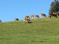 Allgäuer Kühe