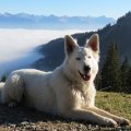 Hund