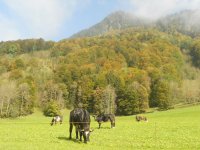 Rinder im Herbst am Haus