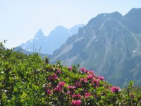 Alpenrosen bei Fellhorn