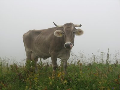 Lori im Sommer auf der Alpe Schlappold am Fellhorn