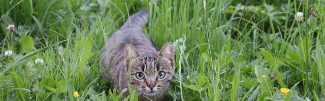 Unsere Katze Lilli