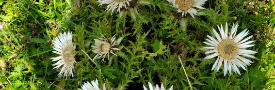 Silberdisteln