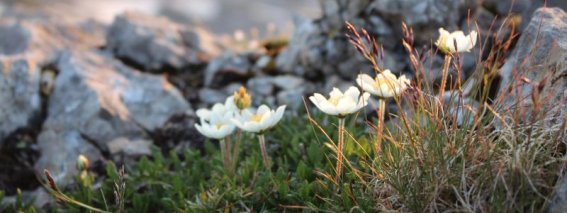 Kleinwalsertal-natur-bergblumen-gottesacker.jpg