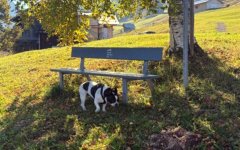 Unser Hund Hugo erkundet den Boden unter dem Baum. Eine Bank mit Aufschrift Kleinwalsertal steht im Hintergrund. Es ist ein sonniger Herbsttag
