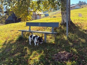 Ein Hund erkundet den Boden unter einem Baum. Eine Bank steht im Hintergrund. Der Tag ist hell und sonnig in der Natur.