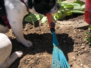 Ein Hund sitzt im Garten und hält einen Rechen im Maul. Es ist ein sonniger Tag.