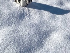 Unser Hund Hugo hat Spaß im Schnee und läuft durch die kalte Winterlandschaft. Er hinterlässt Spuren im Schnee.