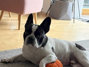 Ein Hund liegt auf dem Teppich in einem Wohnzimmer und spielt mit einem orangefarbenen Ball. Es ist tagsüber.