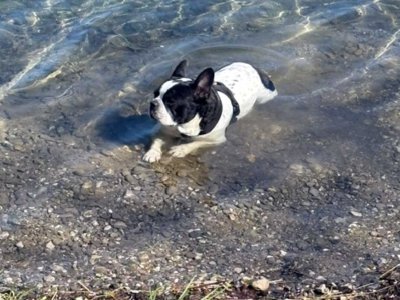 Ein Hund steht im flachen Wasser an einem steinigen Ufer. Es ist ein sonniger Tag.