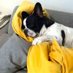 Der Hund liegt auf einem Sofa und schläft. Er hat ein gelbes Kissen umarmen. Es ist drinnen in einem Wohnraum.