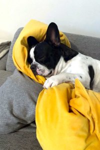 Der Hund liegt auf einem Sofa und schläft. Er hat ein gelbes Kissen umarmen. Es ist drinnen in einem Wohnraum.