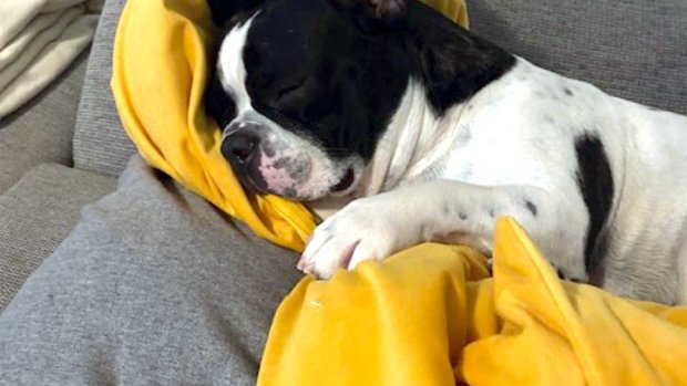Ein Hund schläft auf einem Sofa mit Kissen Der Hund liegt auf einem Sofa und schläft. Er hat ein gelbes Kissen umarmen. Es ist drinnen in einem Wohnraum.