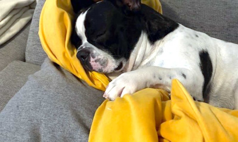 Der Hund liegt auf einem Sofa und schläft. Er hat ein gelbes Kissen umarmen. Es ist drinnen in einem Wohnraum.