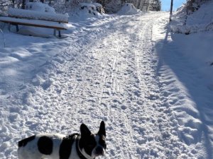 Unser Hund Hugo genießt den  schneebedeckten Weg im Wald. Die Bäume sind weiß von Schnee. Es ist Tag und sonnig.