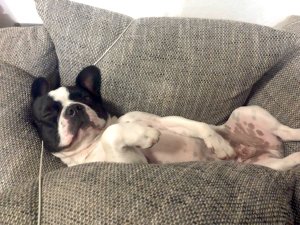 Ein Hund liegt bequem auf einem großen, grauen Kissen und schläft. Der Hund sieht entspannt aus.