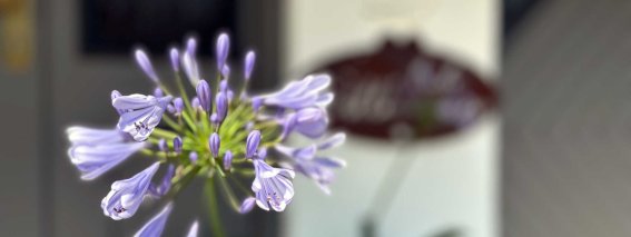 Eine Pflanze mit lila Blüten steht vor dem Landhaus Maria Theresia. Es gibt eine klare Sicht auf die Blätter und Blüten.