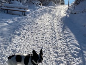 Hugo im Schnee