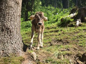 Kalb-Hoernerdoerfer-Bolsterlang-Ferienwohnung