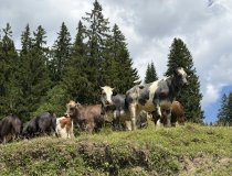 Kuehe-Wanderung-Riedbergerhorn-Ferienwohnungen-Mucha