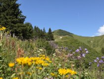 Blumenberg-Riedbergerhorn-Urlaub-Allgaeu-Ferienwohnungen