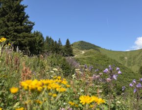 Blumenberg-Riedbergerhorn-Urlaub-Allgaeu-Ferienwohnungen