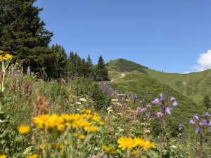 Blumenberg-Riedbergerhorn-Urlaub-Allgaeu-Ferienwohnungen