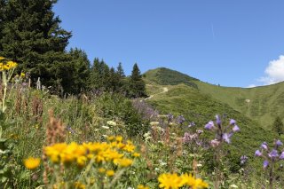 Blumenberg-Riedbergerhorn-Urlaub-Allgaeu-Ferienwohnungen