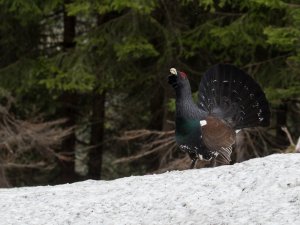 Auerhahn-Naturpark-Nagelfluhkette-Ferienwohnungen-Allgaeu Rolf Eberhardt