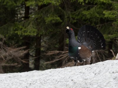 Auerhahn-Naturpark-Nagelfluhkette-Ferienwohnungen-Allgaeu Rolf Eberhardt