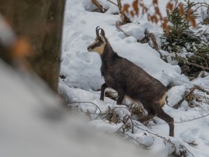 Gams-im-Allgaeuer-Wald-Ferienwohnungen Rolf Eberhardt