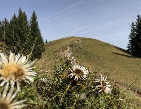 Silberdisteln mit Blick auf das Ofterschwanger Horn im August. Wunderschöne Panoramawanderung zwischen Bolsterlang und Ofterschwang.