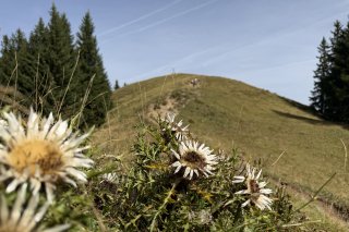 Silberdistel-Ofterschwanger-Horn-Ferienwohnungen-Bolsterlang-Mucha Silberdisteln mit Blick auf das Ofterschwanger Horn im August. Wunderschöne Panoramawanderung zwischen Bolsterlang und Ofterschwang.