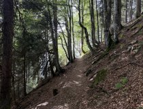 Wanderweg-Bergmischwald-Bolsterlang-Ofterschwang-Ferienwohnung