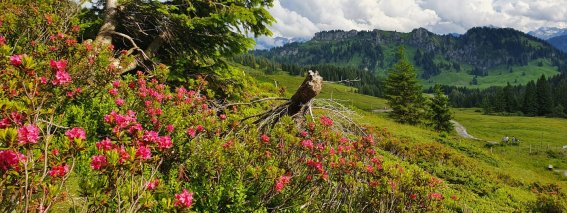 Alpenrosen mit Besler