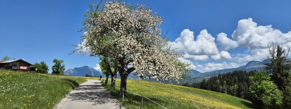 Frühling im Allgäu