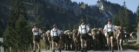 Viehscheid Obermaiselstein