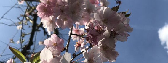 Frühlingsblüte