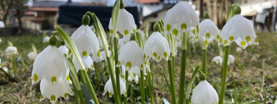 Märzenbecher Garten