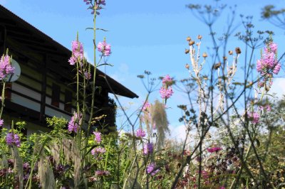 Gartenimpressionen  023-scaled