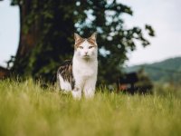 Katze Theo