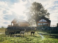 Alpakas vor Chalets
