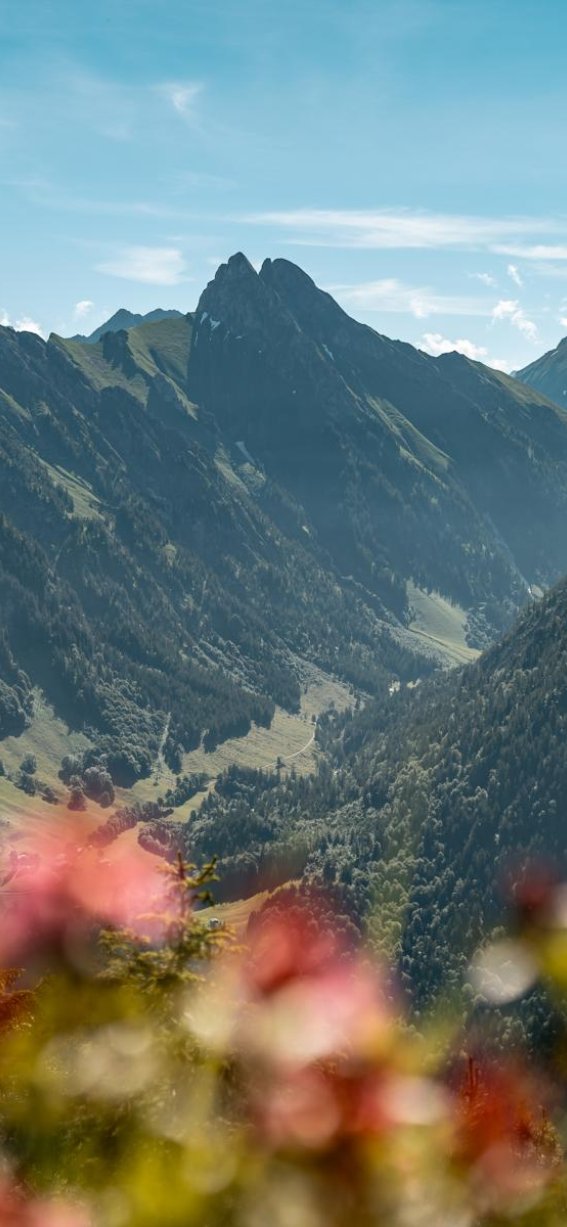 Sommerlicher Bergblick Blick auf die Allgäuer Alpen an einem sommerlichen Tag und blauem Himmel