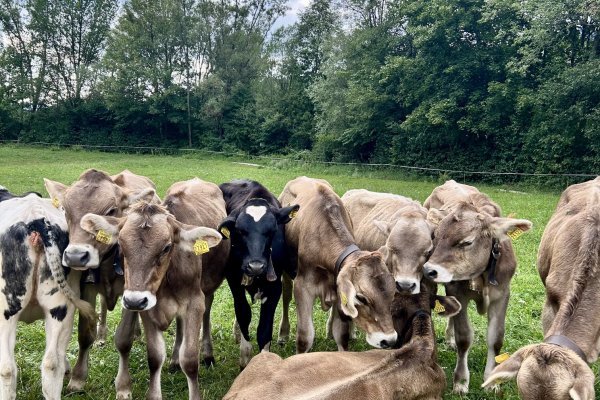 Mehrere Kühe stehen und liegen auf einer Wiese. Einige schauen neugierig in die Kamera. Es ist bewölkt und grün.
