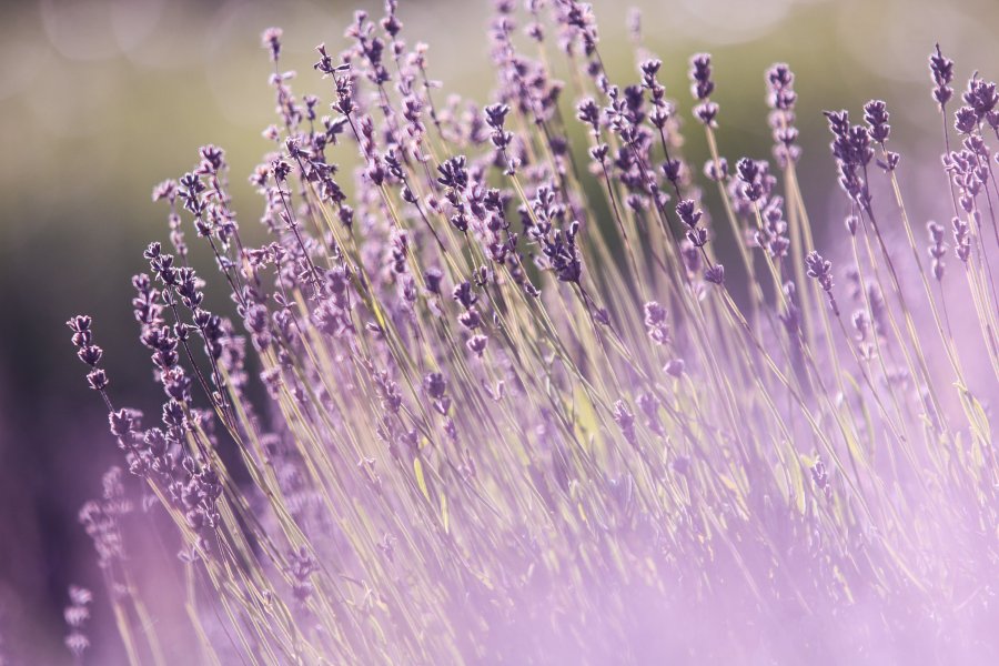 Lavendel