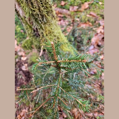 Schalenwildverbiss