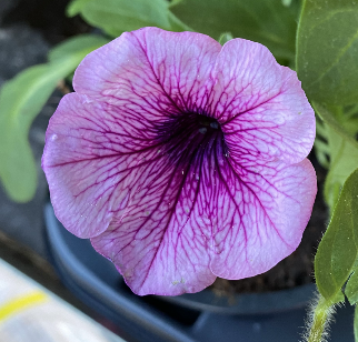 Diese Blüte zeigt zarte lila Farben mit feinen Adern und wächst in einem Blumenkübel im Garten.