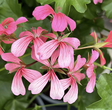 Bunte, pinkfarbene Geranien blühen üppig in einem Garten während eines sonnigen Frühlingstags.